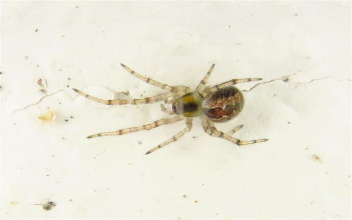 Kochiura aulica?